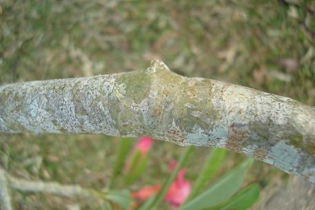 Adenium obesum — photograph 4 of 8