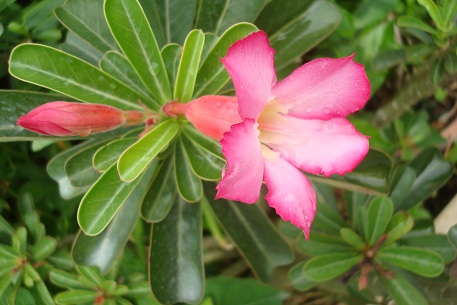 Adenium obesum — photograph 5 of 8