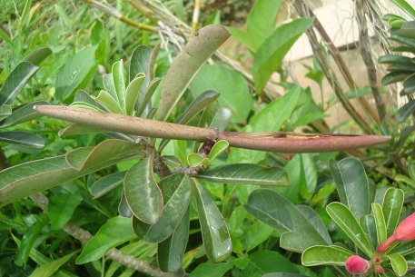 Adenium obesum — photograph 6 of 8