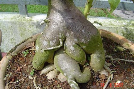 Adenium obesum — photograph 7 of 8