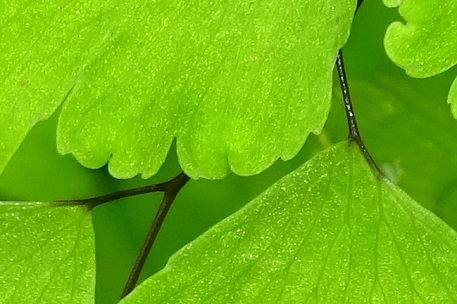 Adiantum raddianum — photograph 2 of 9