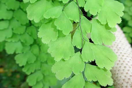 Adiantum raddianum — photograph 3 of 9