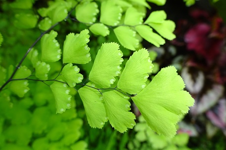 Adiantum raddianum — photograph 4 of 9