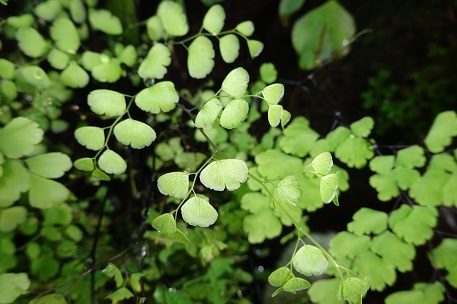 Adiantum raddianum — photograph 5 of 9
