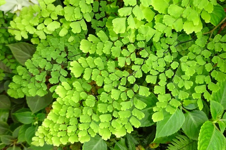Adiantum raddianum — photograph 6 of 9