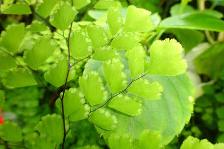 Adiantum raddianum — photograph 7 of 9