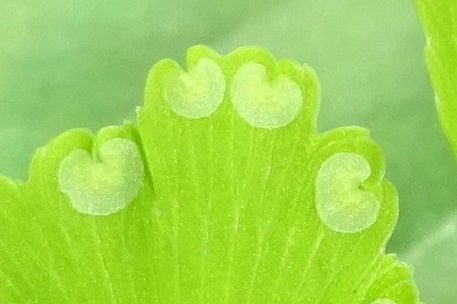 Adiantum raddianum — photograph 8 of 9