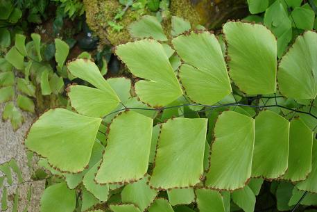Adiantum trapeziforme — photograph 2 of 7