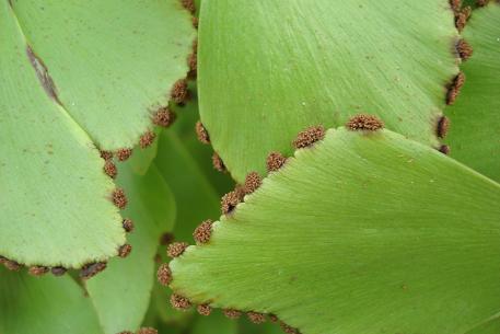 Adiantum trapeziforme — photograph 3 of 7