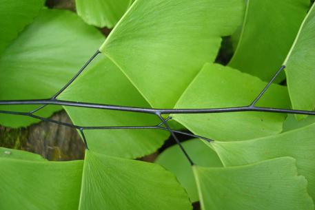 Adiantum trapeziforme — photograph 4 of 7