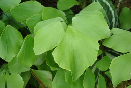 Adiantum trapeziforme — photograph 5 of 7