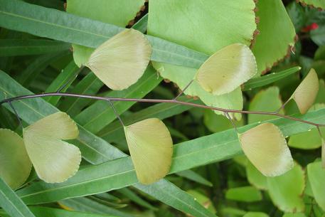 Adiantum trapeziforme — photograph 6 of 7