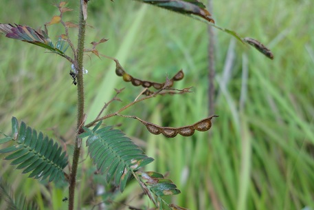 Aeschynomene americana — photograph 2 of 7