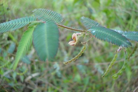 Aeschynomene americana — photograph 3 of 7