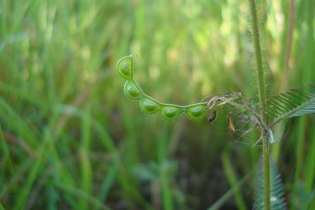 Aeschynomene americana — photograph 4 of 7