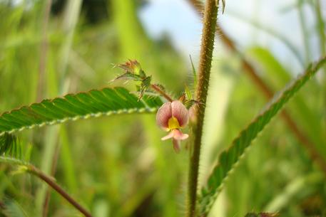 Aeschynomene americana — photograph 5 of 7