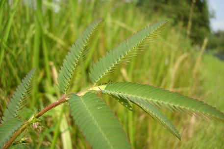 Aeschynomene americana — photograph 6 of 7