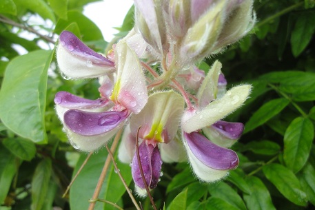 Afgekia sericea — photograph 2 of 8
