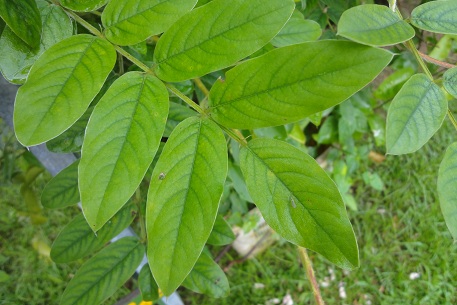 Afgekia sericea — photograph 3 of 8