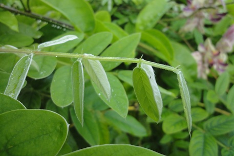Afgekia sericea — photograph 4 of 8