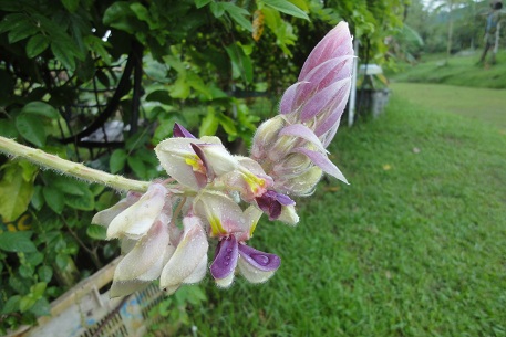 Afgekia sericea — photograph 5 of 8