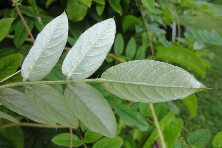 Afgekia sericea — photograph 6 of 8