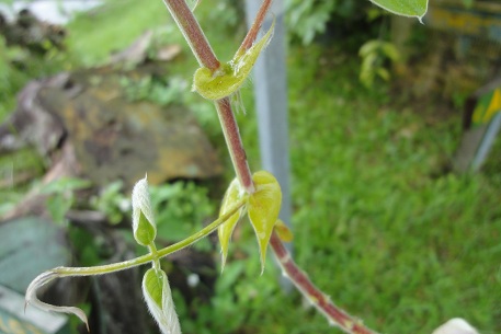 Afgekia sericea — photograph 7 of 8