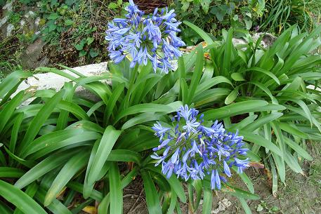 Agapanthus praecox — photograph 2 of 3