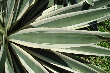 Agave angustifolia — photograph 2 of 4