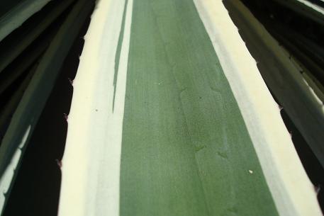 Agave angustifolia — photograph 3 of 4