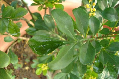 Aglaia odorata — photograph 5 of 6