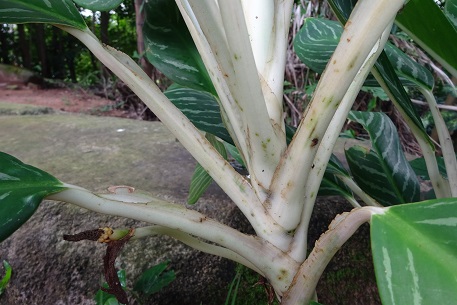 Aglaonema nitidum — photograph 3 of 8