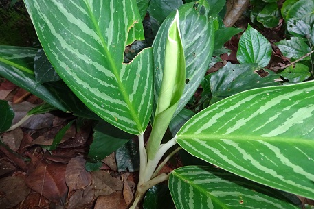 Aglaonema nitidum — photograph 4 of 8