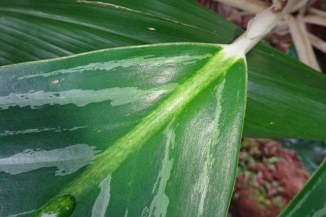 Aglaonema nitidum — photograph 5 of 8