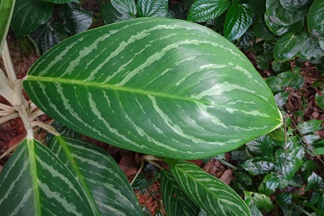 Aglaonema nitidum — photograph 6 of 8