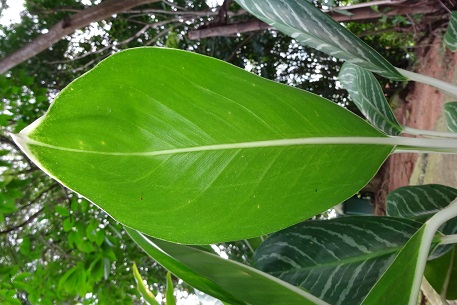 Aglaonema nitidum — photograph 7 of 8