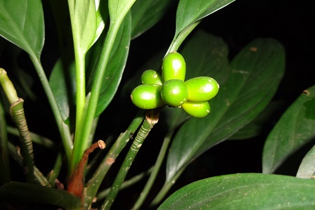 Aglaonema simplex — photograph 2 of 8