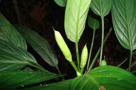 Aglaonema simplex — photograph 3 of 8