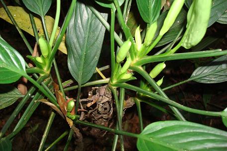 Aglaonema simplex — photograph 4 of 8