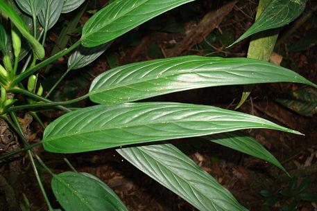 Aglaonema simplex — photograph 5 of 8