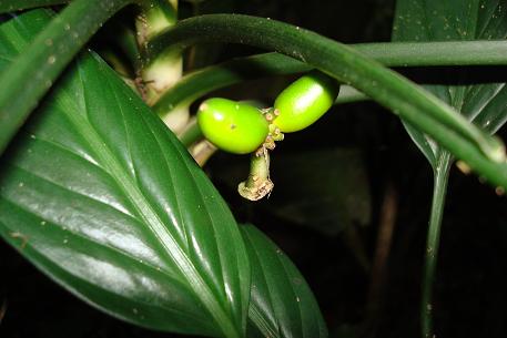 Aglaonema simplex — photograph 6 of 8