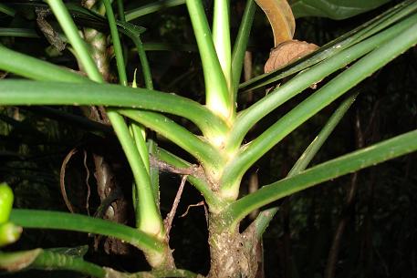 Aglaonema simplex — photograph 7 of 8