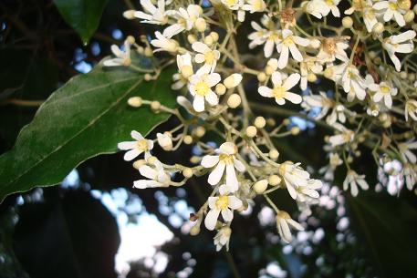Aleurites moluccana — photograph 2 of 9