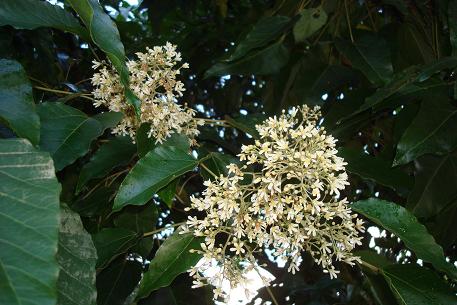 Aleurites moluccana — photograph 3 of 9