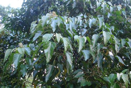 Aleurites moluccana — photograph 4 of 9