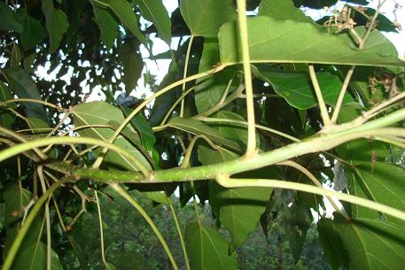Aleurites moluccana — photograph 5 of 9