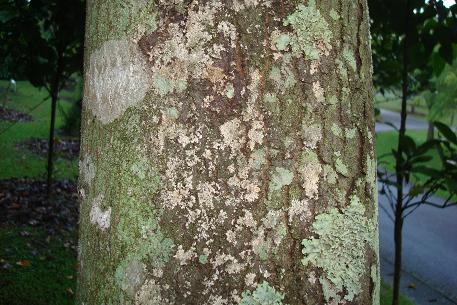 Aleurites moluccana — photograph 6 of 9