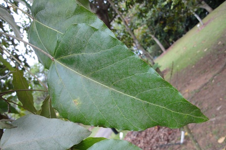 Aleurites moluccana — photograph 7 of 9