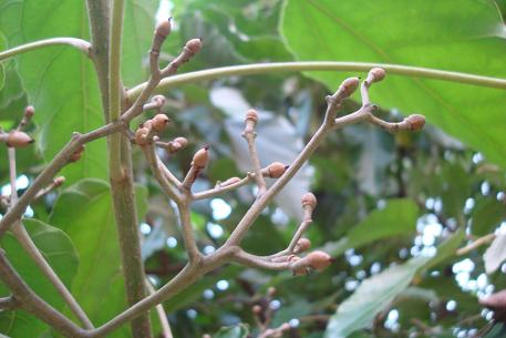 Aleurites moluccana — photograph 8 of 9