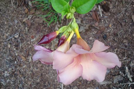 Allamanda blanchetii — photograph 2 of 6